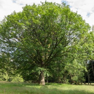 Саженец клёна Явор (40-60 см)