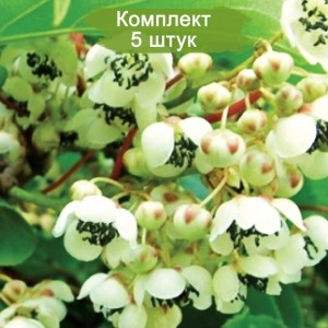 Саженцы актинидии мужской Дон Жуан -  комплект 5 шт.