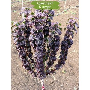 Саженцы дерена красного Компресса (Compressa)  -  комплект 5 шт.