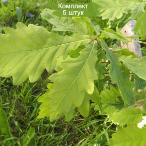 Саженцы дуба Европейского 20-40 см -  комплект 5 шт.