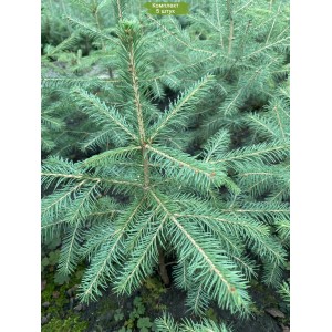Саженцы Ели Сибирской 20-40 см -  комплект 5 шт.