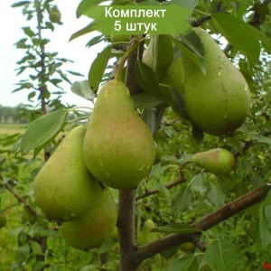 Саженцы груши Виктория -  комплект 5 шт.