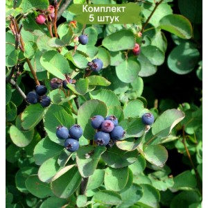 Саженцы ирги Овальнолистной (круглолистной) -  комплект 5 шт.