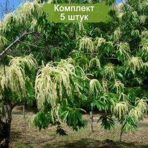 Саженцы каштана японского или городчатого -  комплект 5 шт.