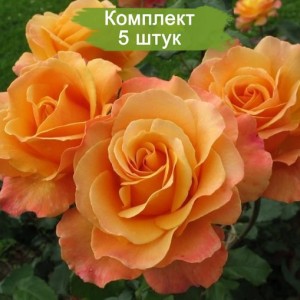 Саженцы чайно-гибридной розы Лолита (Lolita) -  комплект 5 шт.