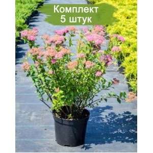 Саженцы спиреи Бульмада (35-40 см.) -  комплект 5 шт.