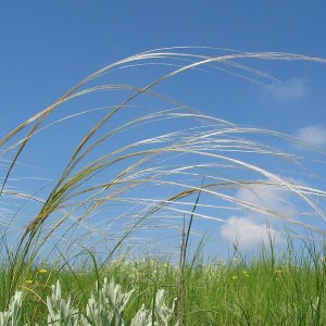 Саженец ковыля Украинского