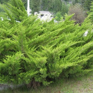 Саженец можжевельника казацкого Фемина