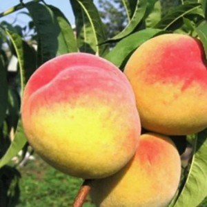 Персик Хадуссамат жёлтый