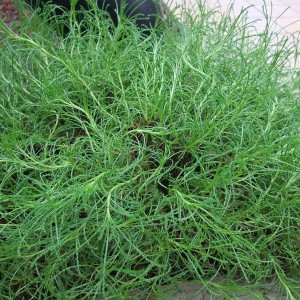 Саженец сантолины Розмаринолистной