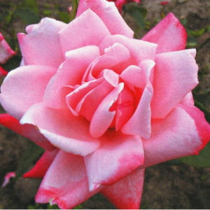 Саженец чайно-гибридной розы Утро Москвы (Utro Moskvy)