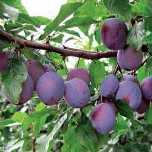 Саженец ранней фиолетовой сливы Заречной