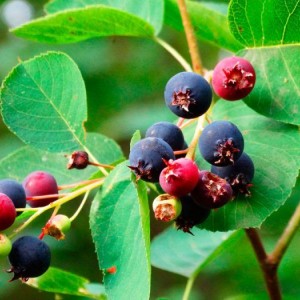 Сеянец Ирги крупнолистной (от 15 см)