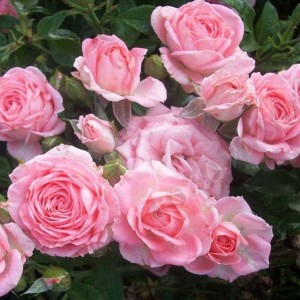 Саженец спрей розы Грация (Sprey Gracia)